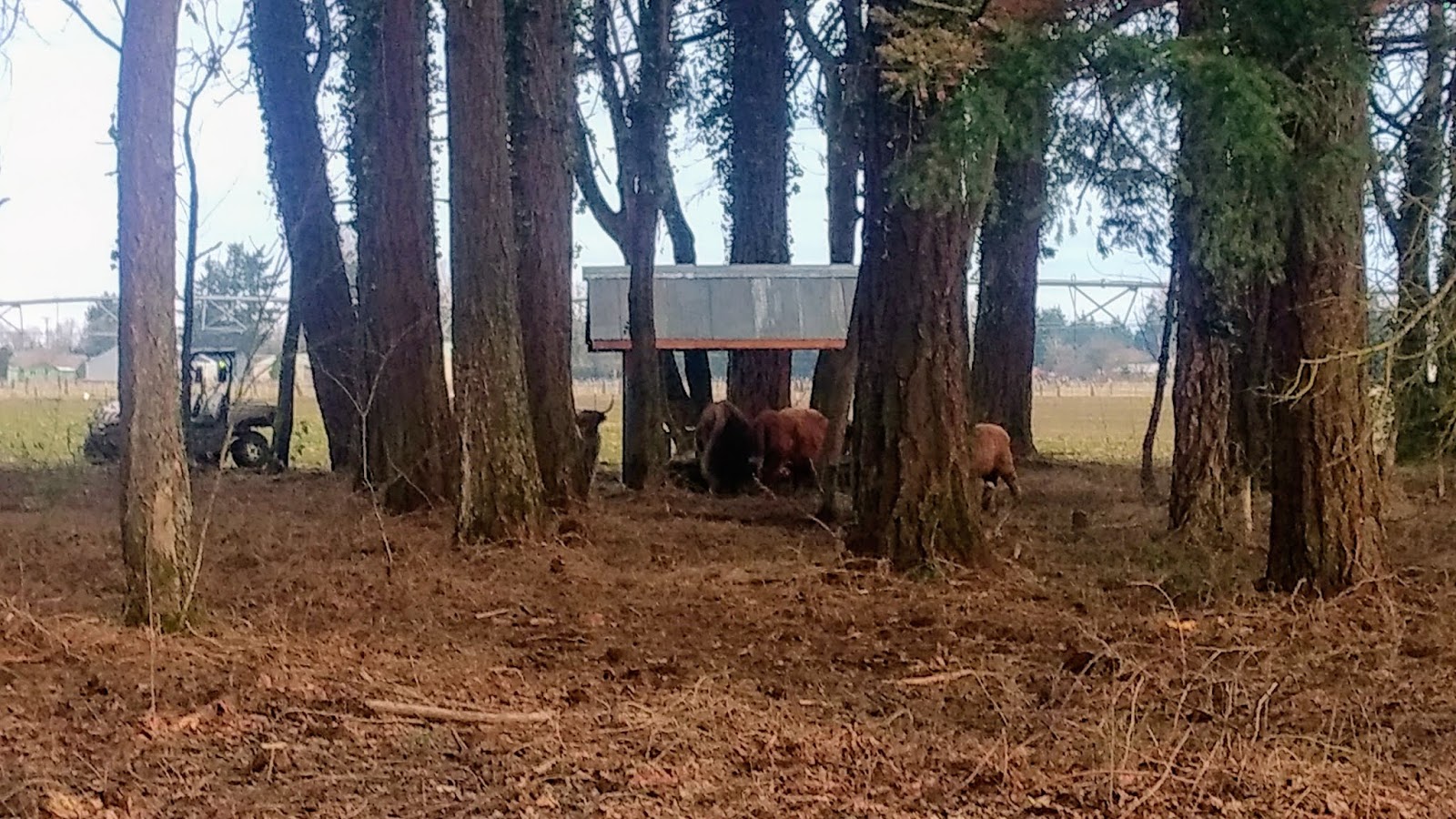 Asman Highland Cattle Covered portable hay feeder for horned cattle