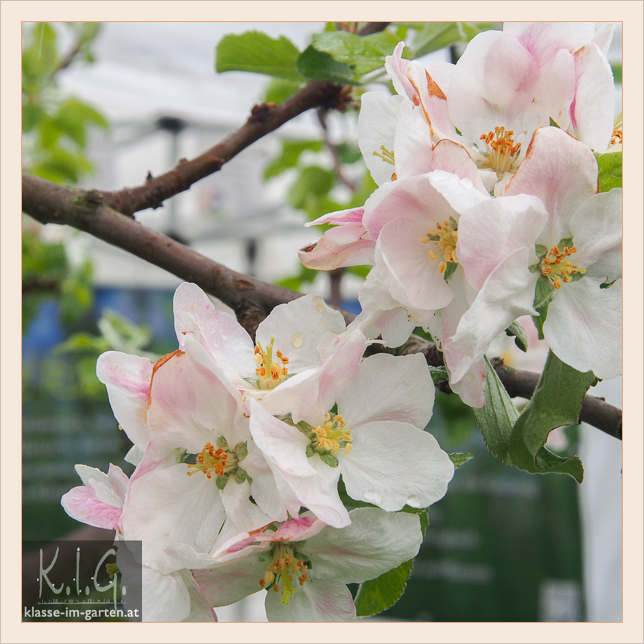 Klasse Im Garten Page 6 Chan 9849358 Rssing Com