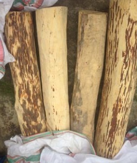 Mengapa Pohon Cendana Berbau Harum Dulajar