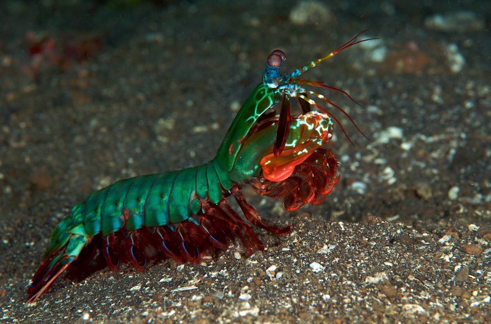 peacock-mantis-shrimp
