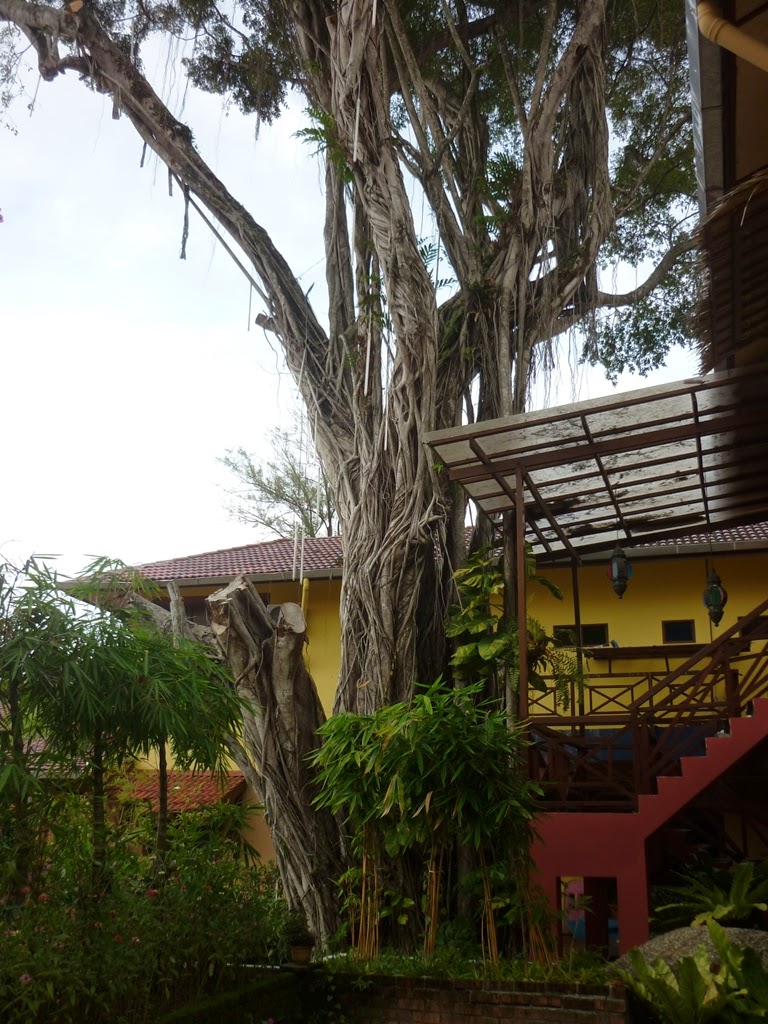 lost paradise resort feringghi, pokok tertua di feringghi