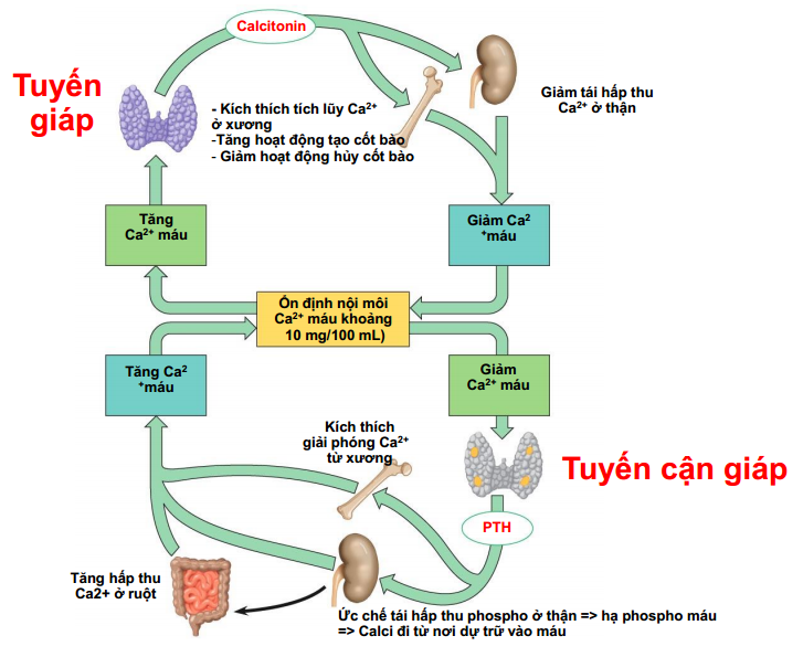 học Y: hormon và kháng hormon (official)