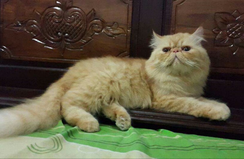 Cara Memelihara Kucing Persia Bagi Pemula