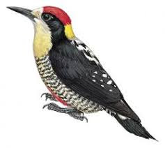 Beatiful Woodpecker