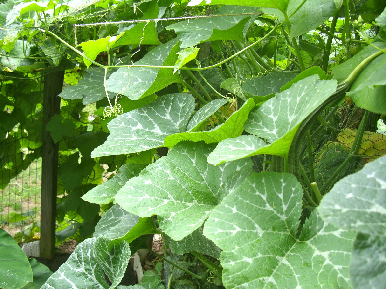 Taste of Nepal Garden Fresh Pumpkin Shoots (Pharsi ko Munta)