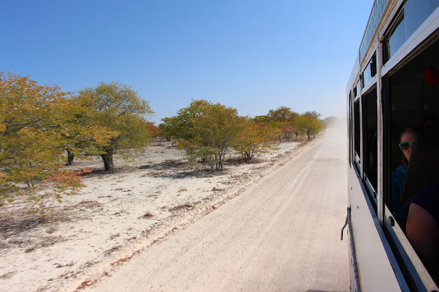 Safari no Parque Nacional de Etosha (um paraíso para ver vida selvagem em África) | Namíbia