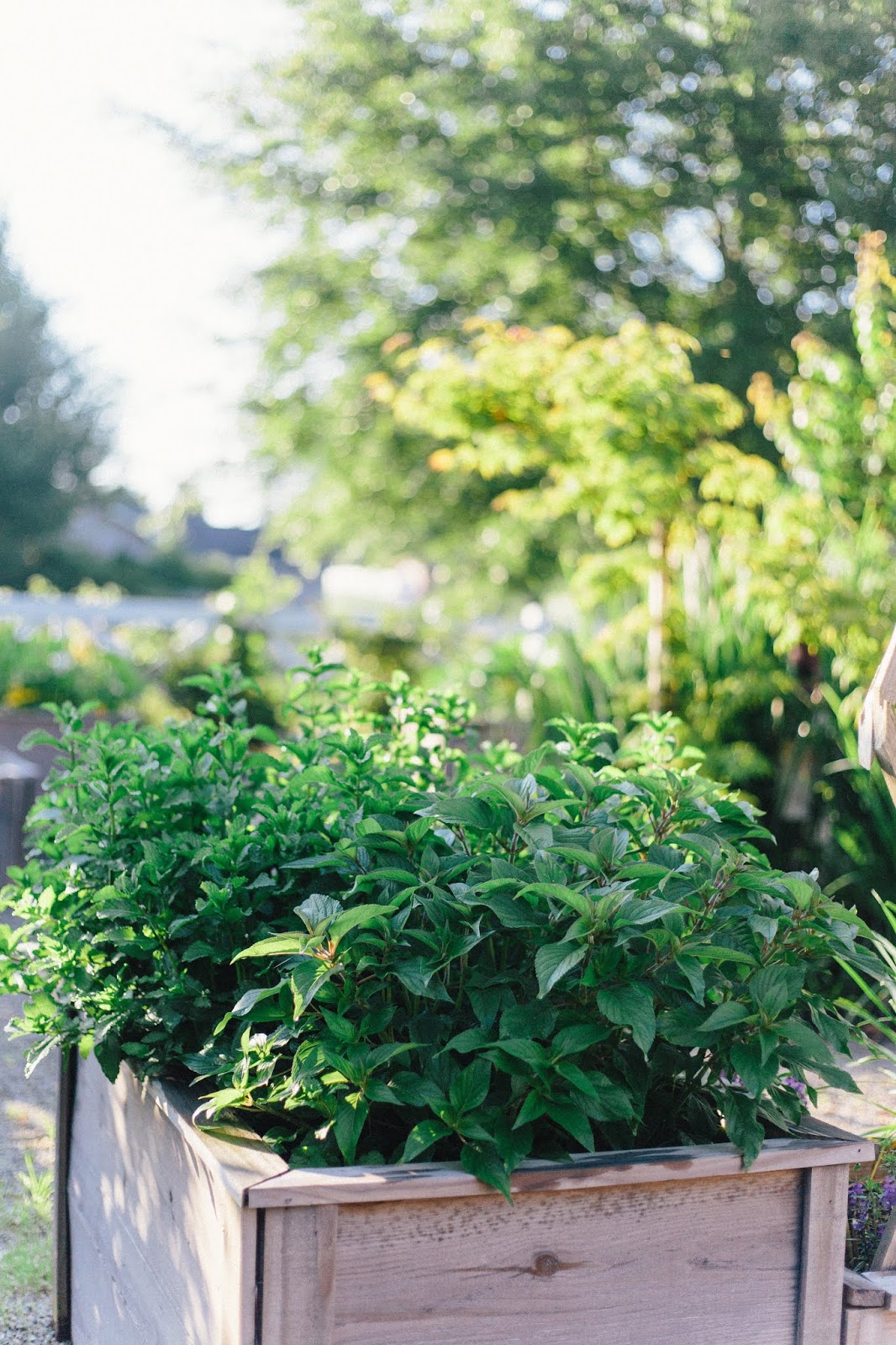 The Evergreens Sun Lovers