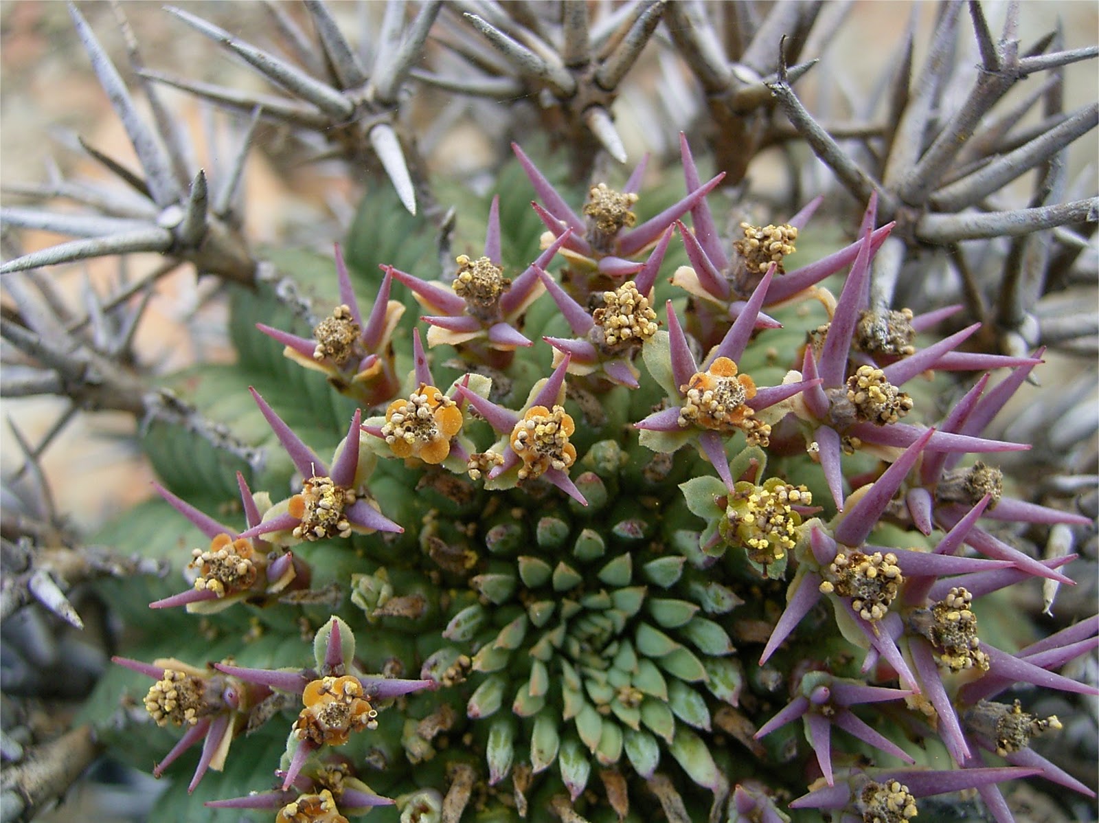 Euphorbia stellispina spines male flowers cyathia