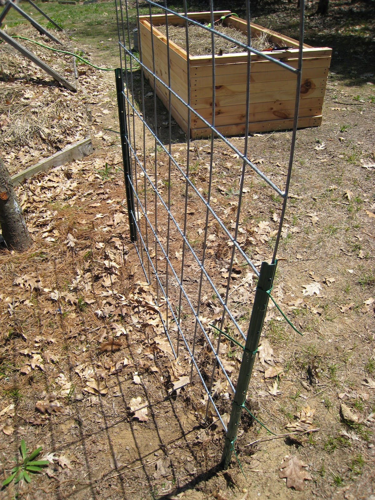 MadCityMike's Blog "Cattle Panel Arbor....."