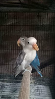 Anakan Lovebird mengalami paruh gajah Paruh gajah pada lovebird anakan