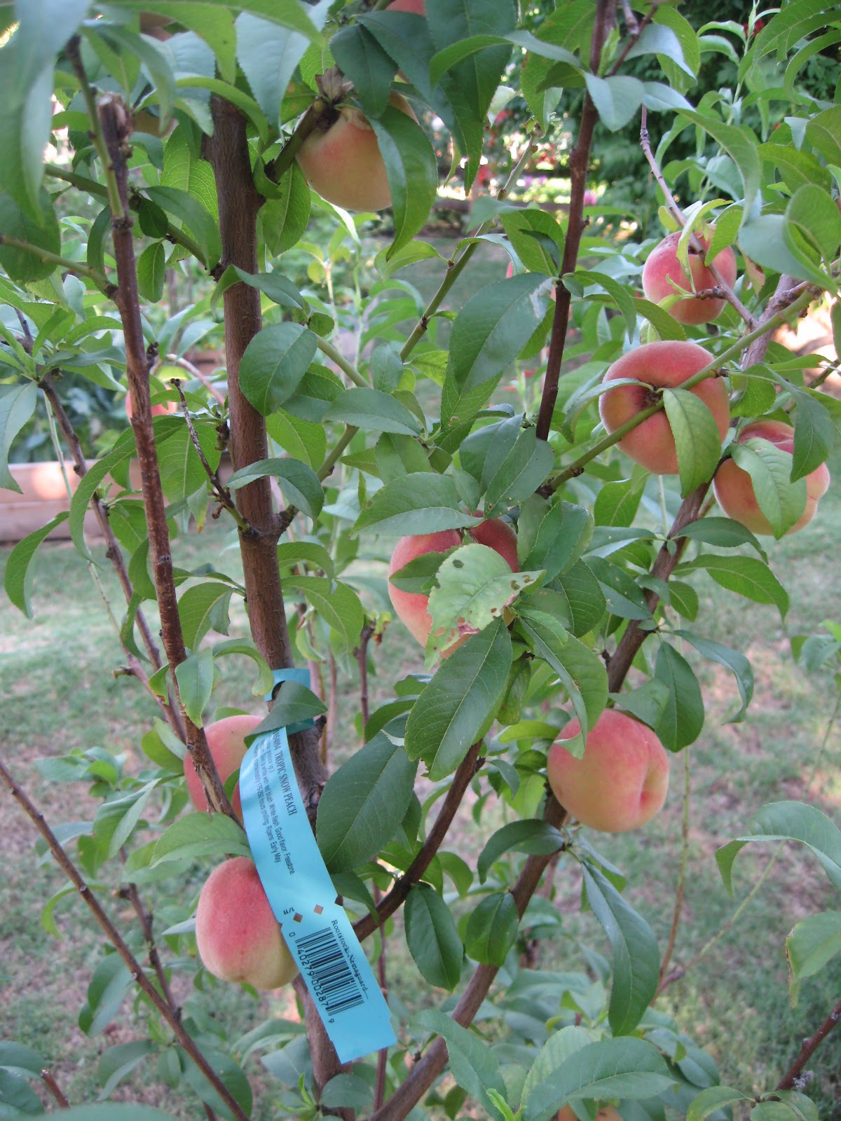 Sweet Life Garden Tropic Snow The White Peach Check Out This Beauty Of A Peach She Is Small But Beautiful