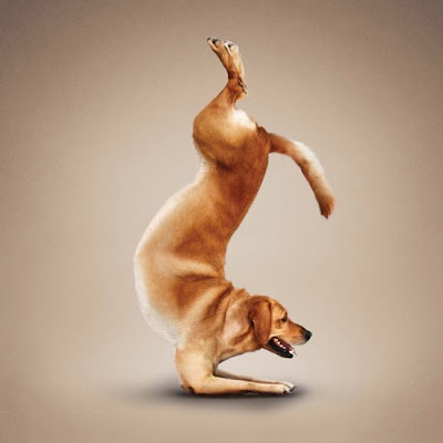 10 fotografías de perros haciendo posiciones de yoga