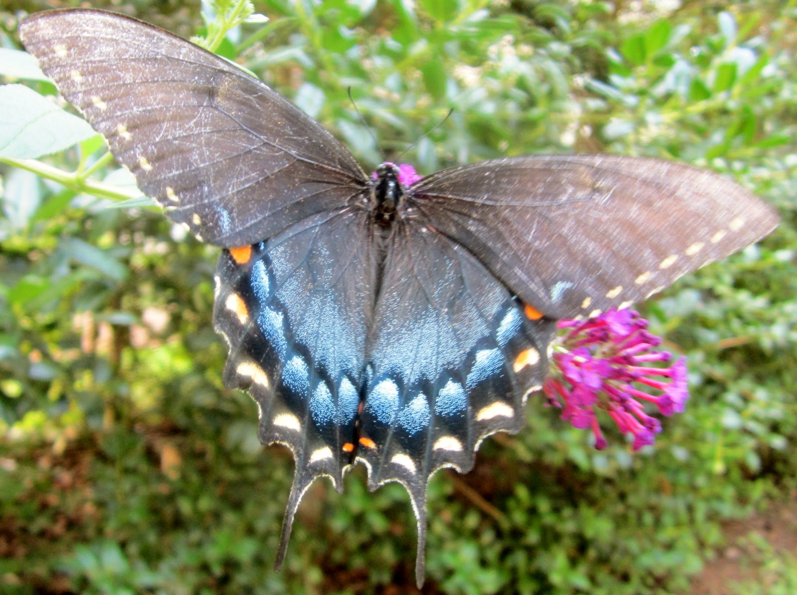 бабочка павлиноглазка атлас. бабочки больших размеров. павлиноглазка атлас attacus atlas. бабочка морфо пелеида. бабочка павлиноглазка атлас.