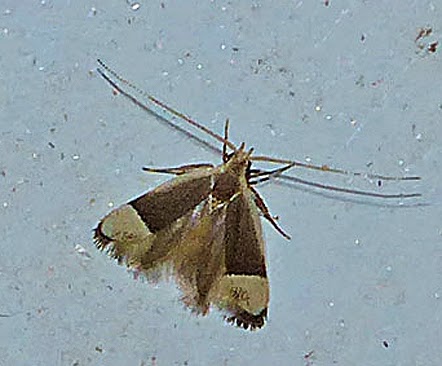 BunyipCo: The Moth Family Lecithoceridae