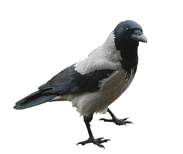 Välkommen*~*~*~*: Promenad och kråkor