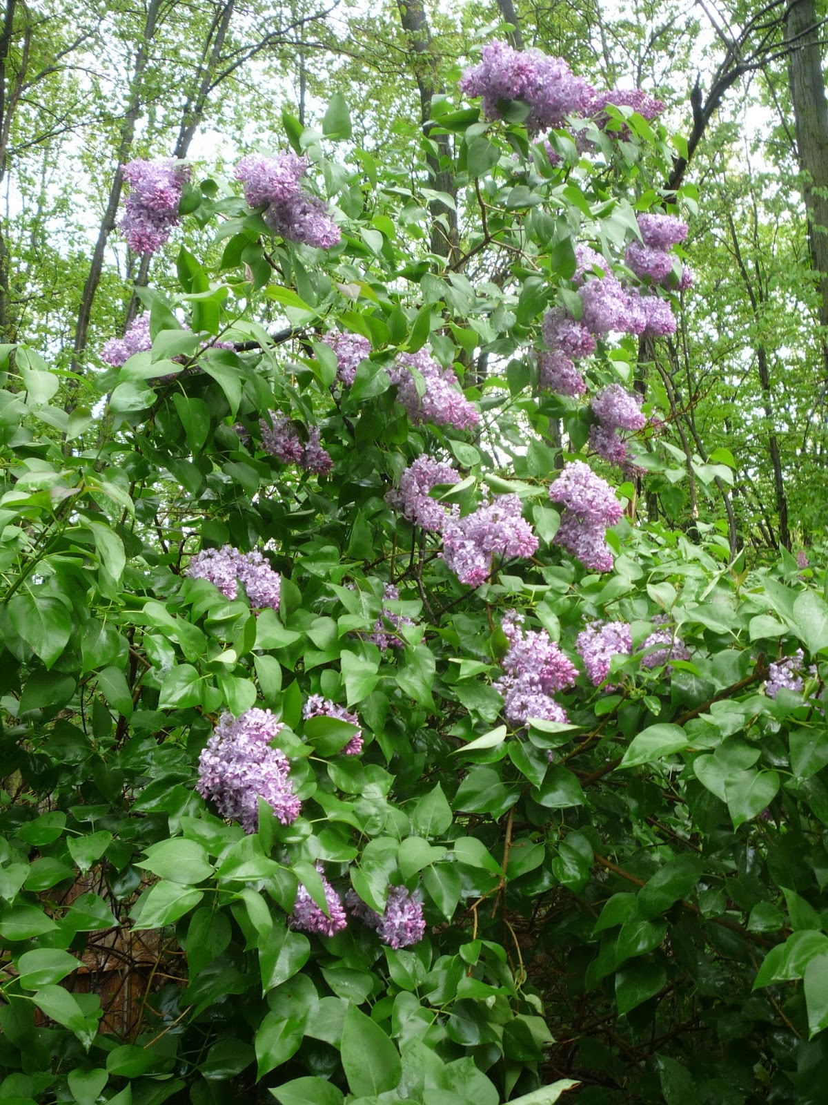 Lilacs on Memorial weekend. South Burlington, Vermont South