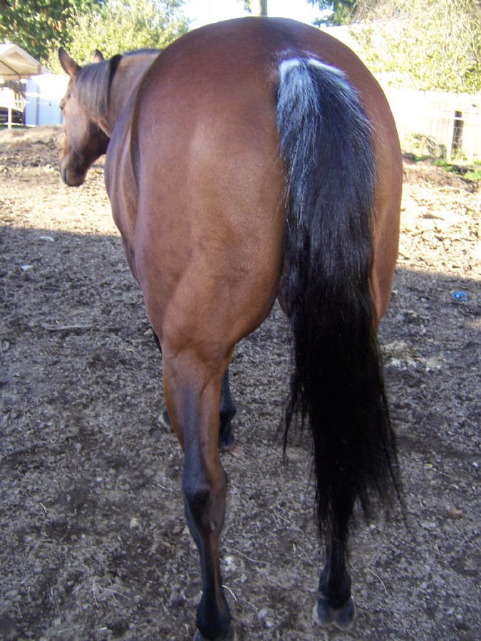 Hope and Horses: Horse Color Genetics: Rabicano