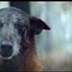 Abandono de animais.. Esse vídeo está comovendo o mundo (e com motivo).