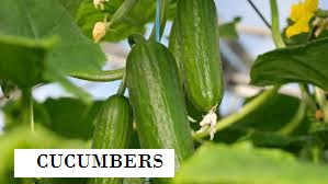 Be a Millionaire Cucumber farmer With a Free Business Plan Template Be a Millionaire Cucumber farmer With a Free Business Plan Template