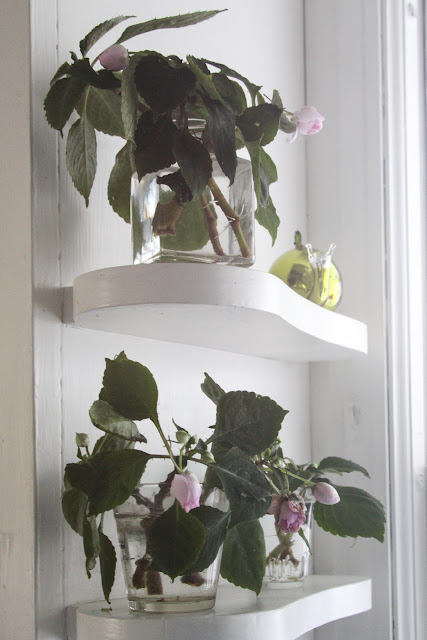impatiens, cuttings, plant propagation, Anne Butera, My Giant Strawberry