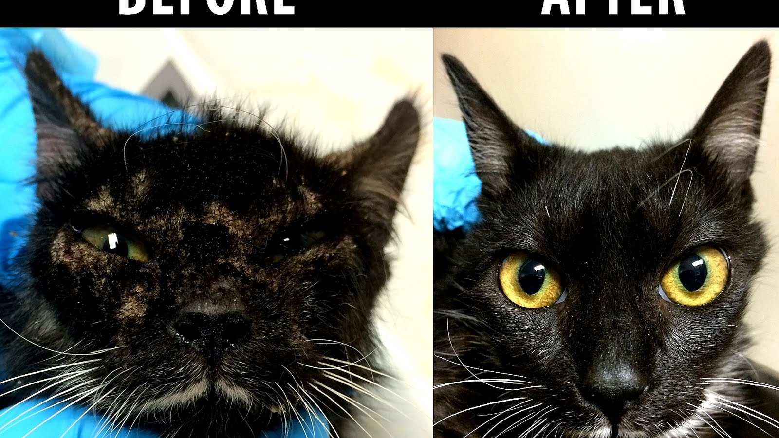 Scabies In Cats Photos Cat Meme Stock Pictures and Photos