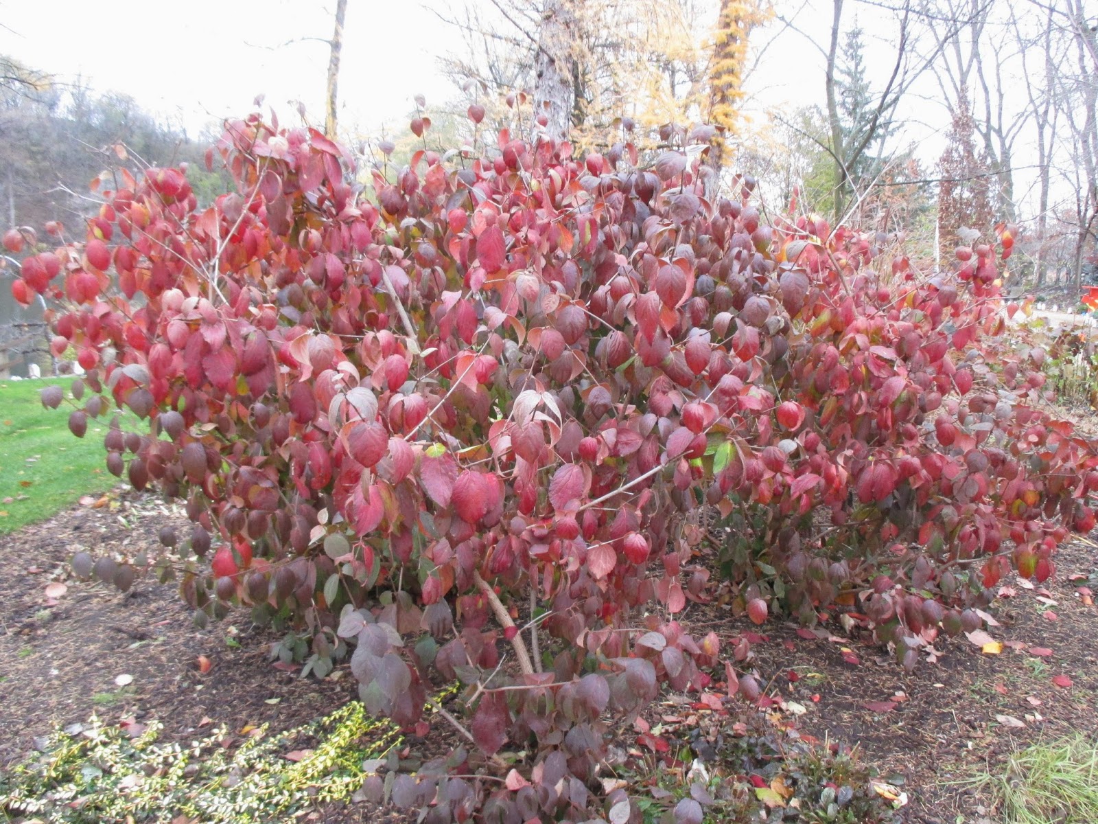 Rotary Botanical Gardens Hort Blog Chills