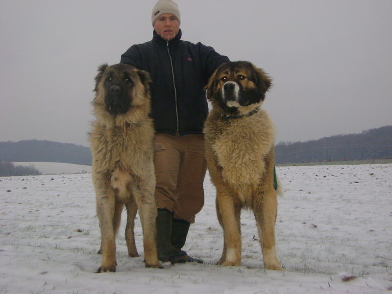 Men S Corner Caucasian Shepherd A Dog That Even A Bear Is
