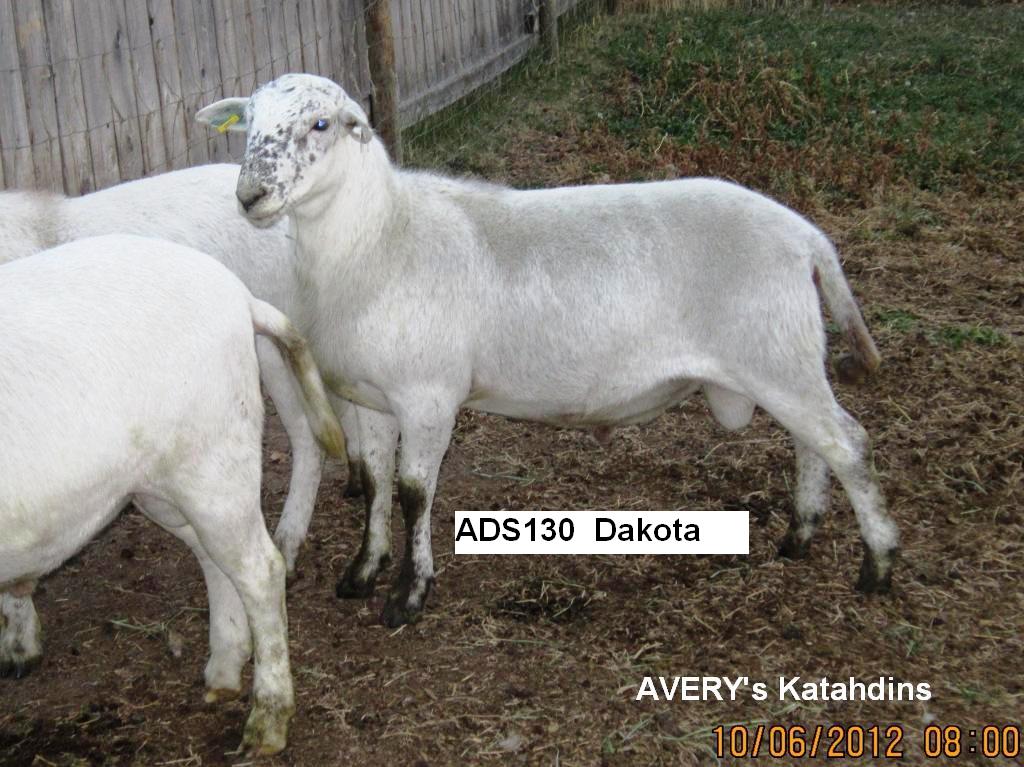 AVERY's KATAHDIN SHEEP: Sires of our New US Genetics