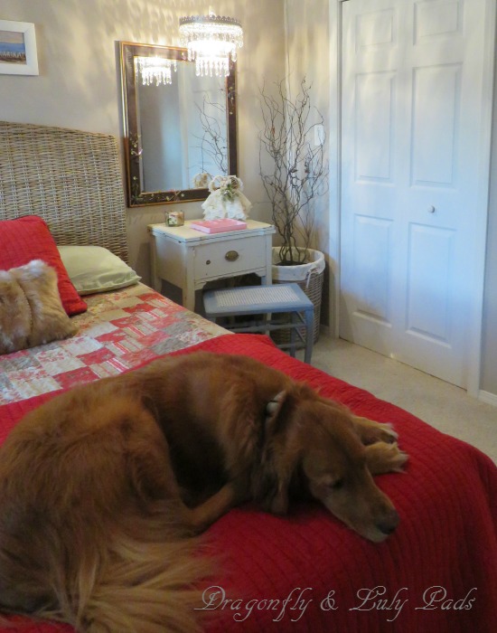 Red, Tan, and toasty fur, curly willow, Golden Retriever, Cricket, blankets and lake bedroom.