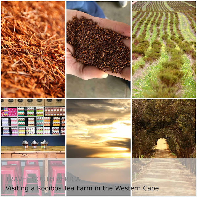 Travel South Africa. Visiting a Rooibos Tea Farm in the Western Cape