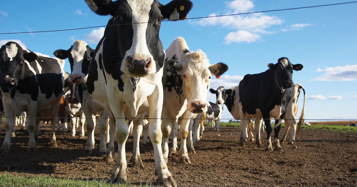 KB LIVESTOCK SOLUTIONS a dairy farmer in Zimbabwe