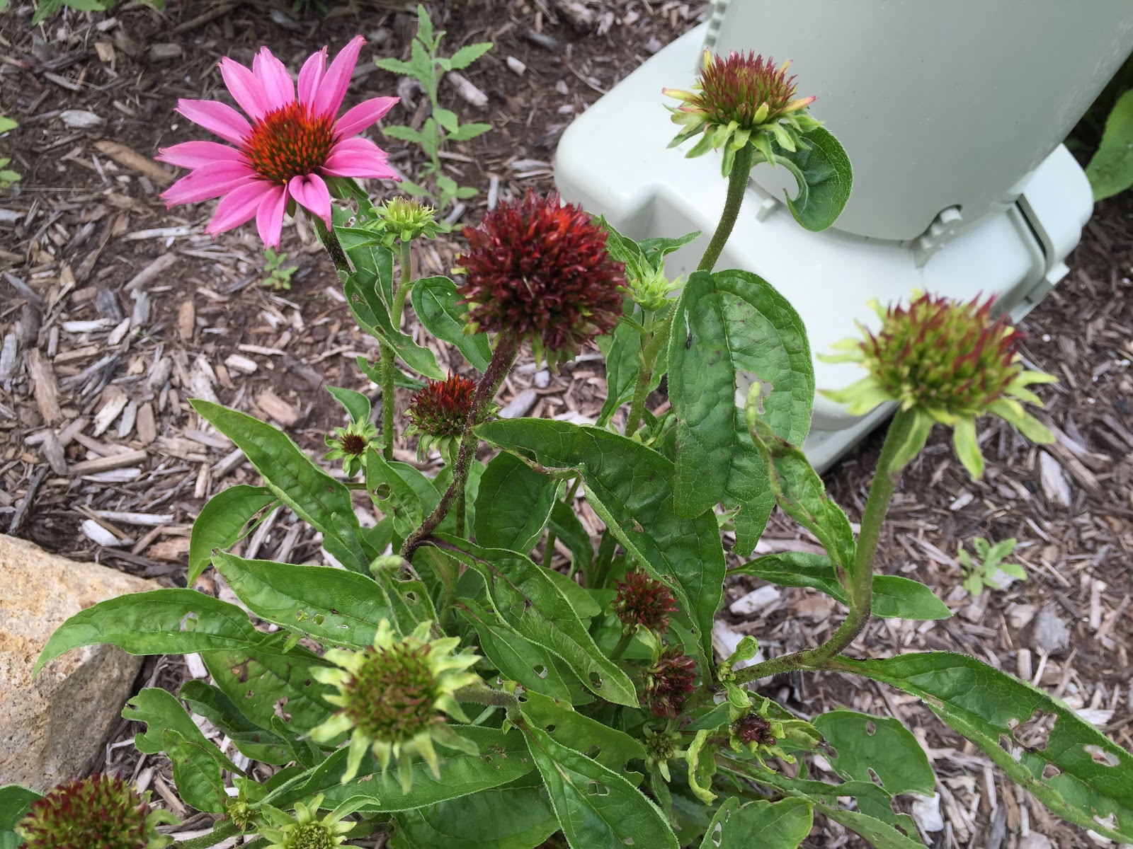 What's Wrong With My Cone Flower? [Backyard Neophyte Landscaping Blog]
