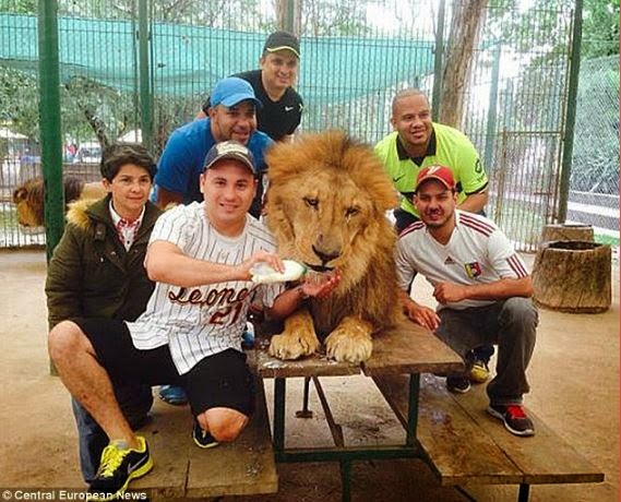 Checkout the Zoo that drugs lions so visitors can pose inside the cages