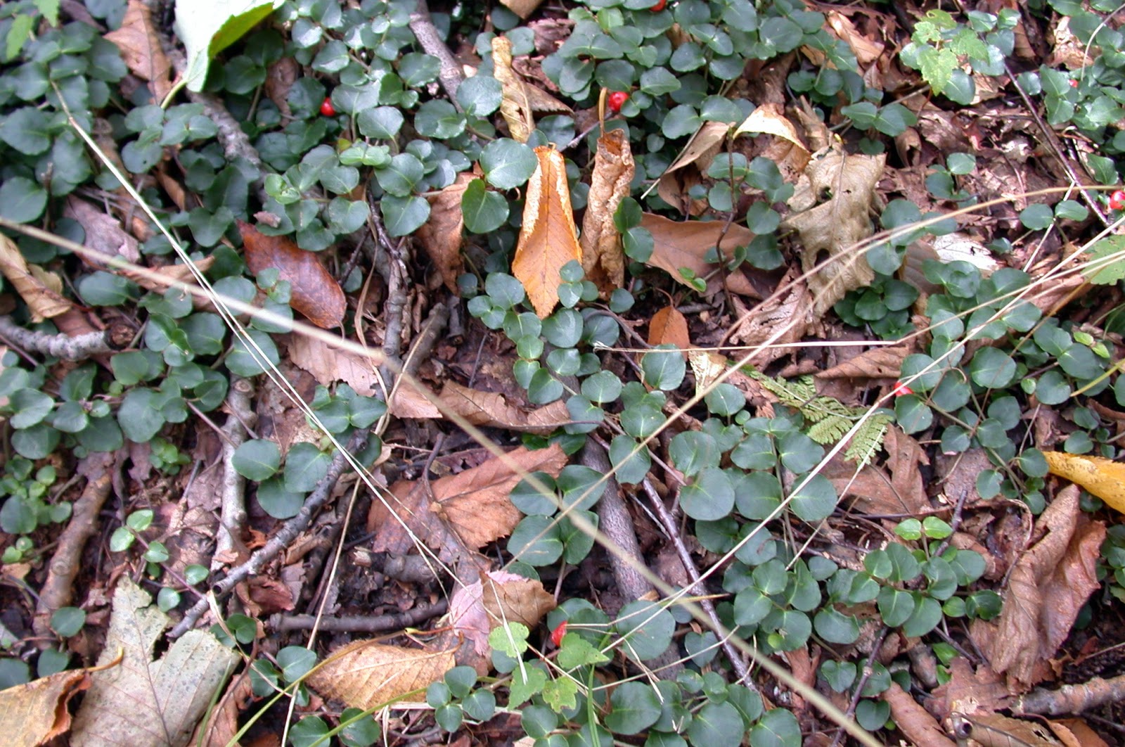 naturaliste Pain de perdrix, Mitchella repens, Squaw Vine