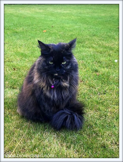 Pandora's Floofy Selfie, cute cat in the garden, siberian cat, pandora,