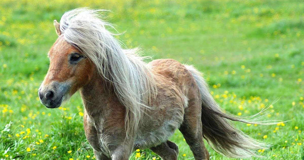 Конный спорт. Конь минус плюс. Конь минус плюс. Свободолюбивая лошадь. Кони привередливые.