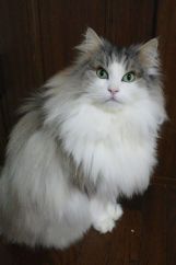 Norwegian Forest cat