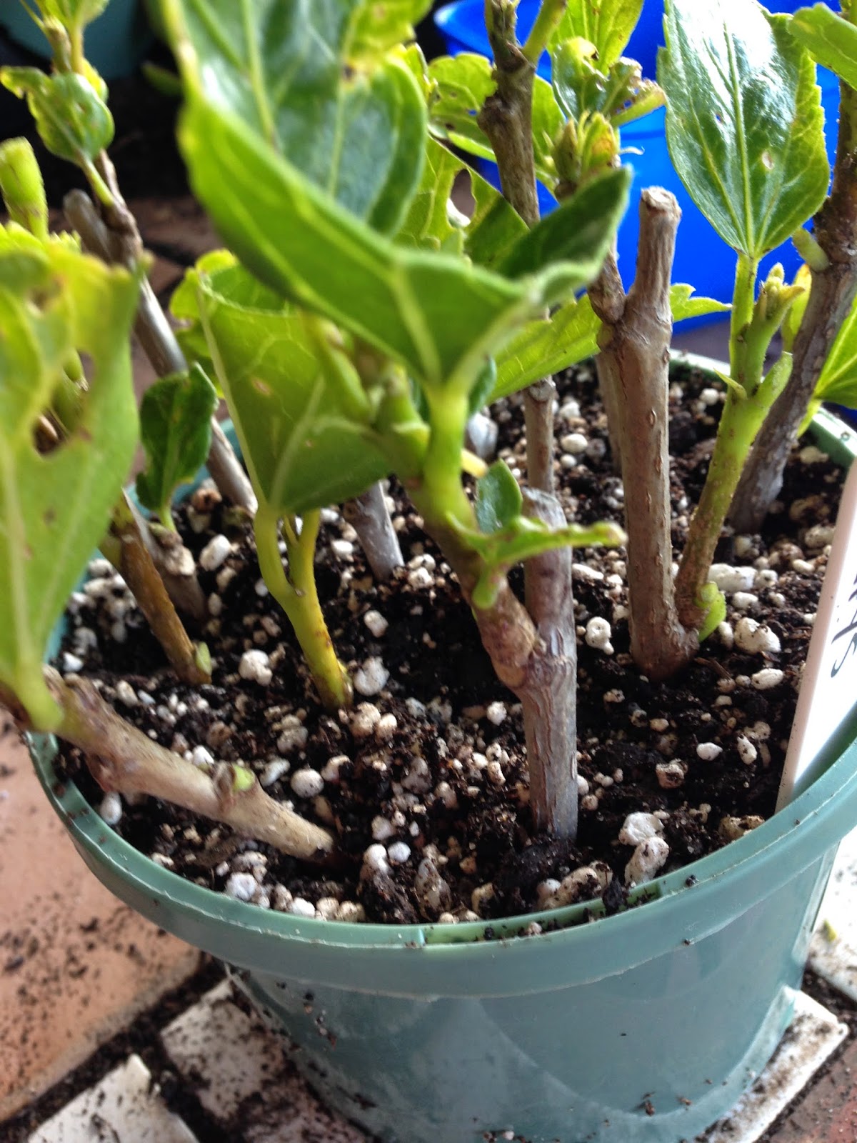 How To Propagate Hibiscus Cuttings