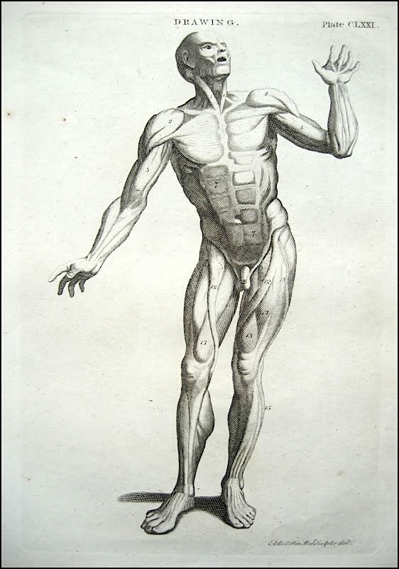 Figure Drawing How To Draw The Muscles Of The Human Body