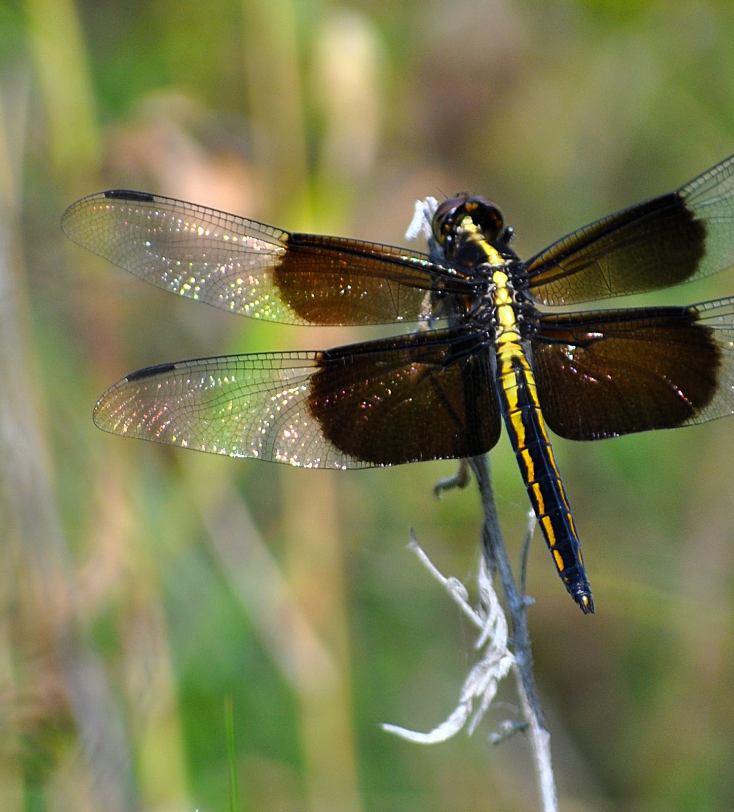 kansas wildflowers Why is this dragonfly called the "widow skimmer"?
