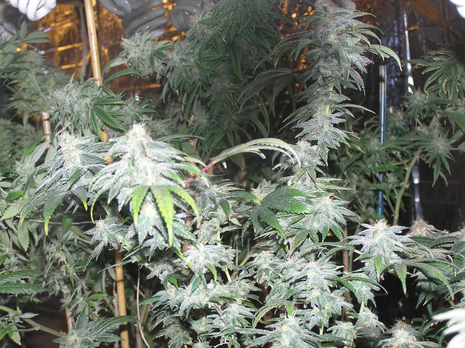 Stealth Marijuana Grow Lights of Today CFL vs Hid vs LED Todays