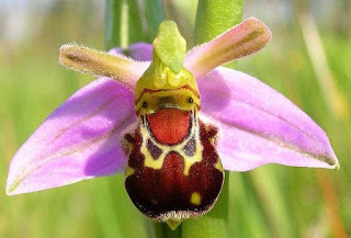 Yaban  Arısı Orkidesi