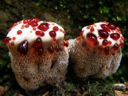    Hydnellum peckii     