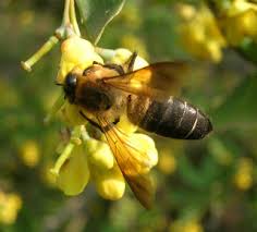 Προς νέους μελισσοκόμους:Προυποθέσεις για να γίνει κάποιο; μελισσοκόμος 1