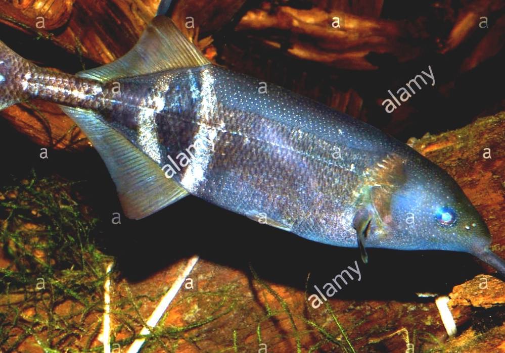Peters' Elephantnose Fish Elephant Nose Fish For Sale