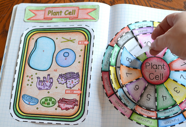 Animal and plant cell foldable