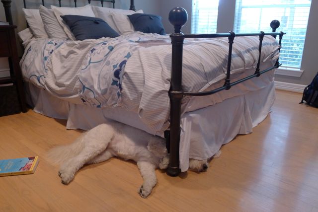 It Feels Like Chaos Blue Hair Dogopoly And What Is Under That Bed 