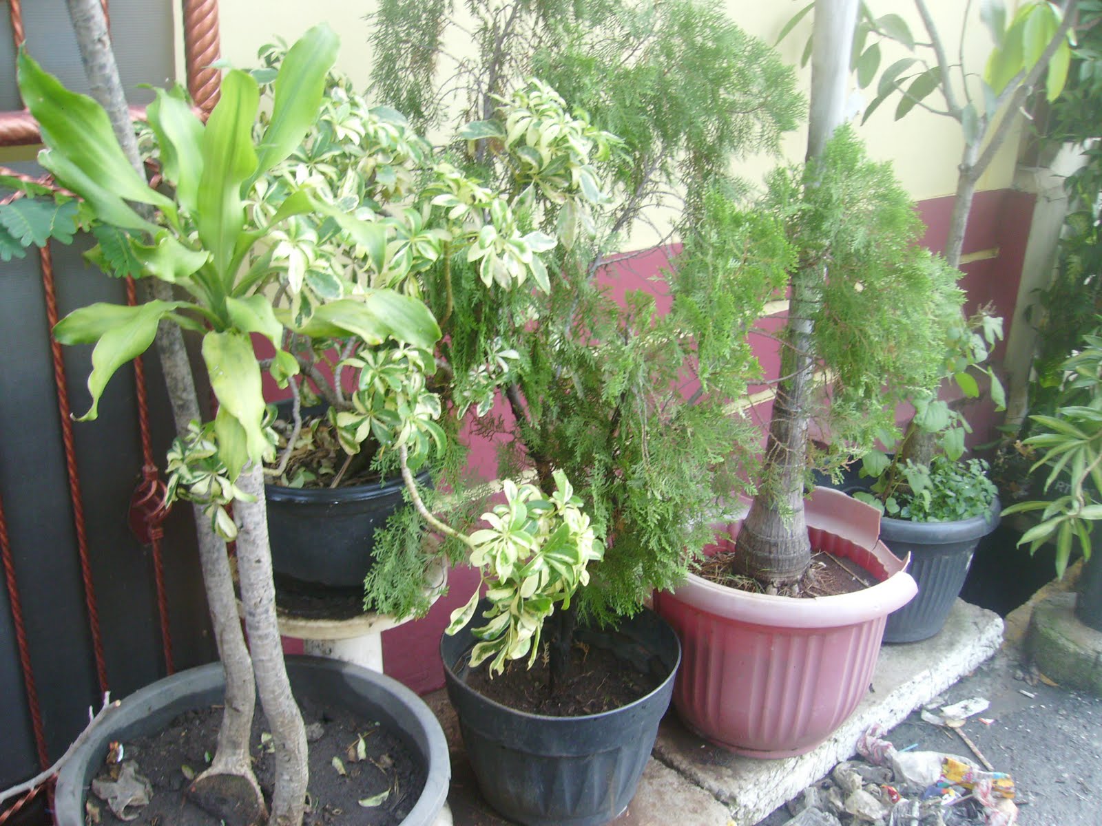 lahan sempit tanaman: 2011