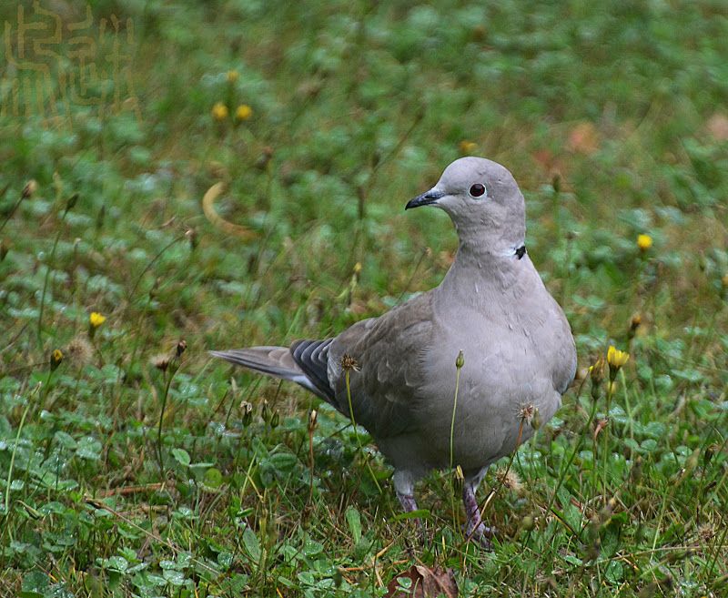 Oregon Backyard Birds, etc. Eurasian CollaredDove's Downcoat