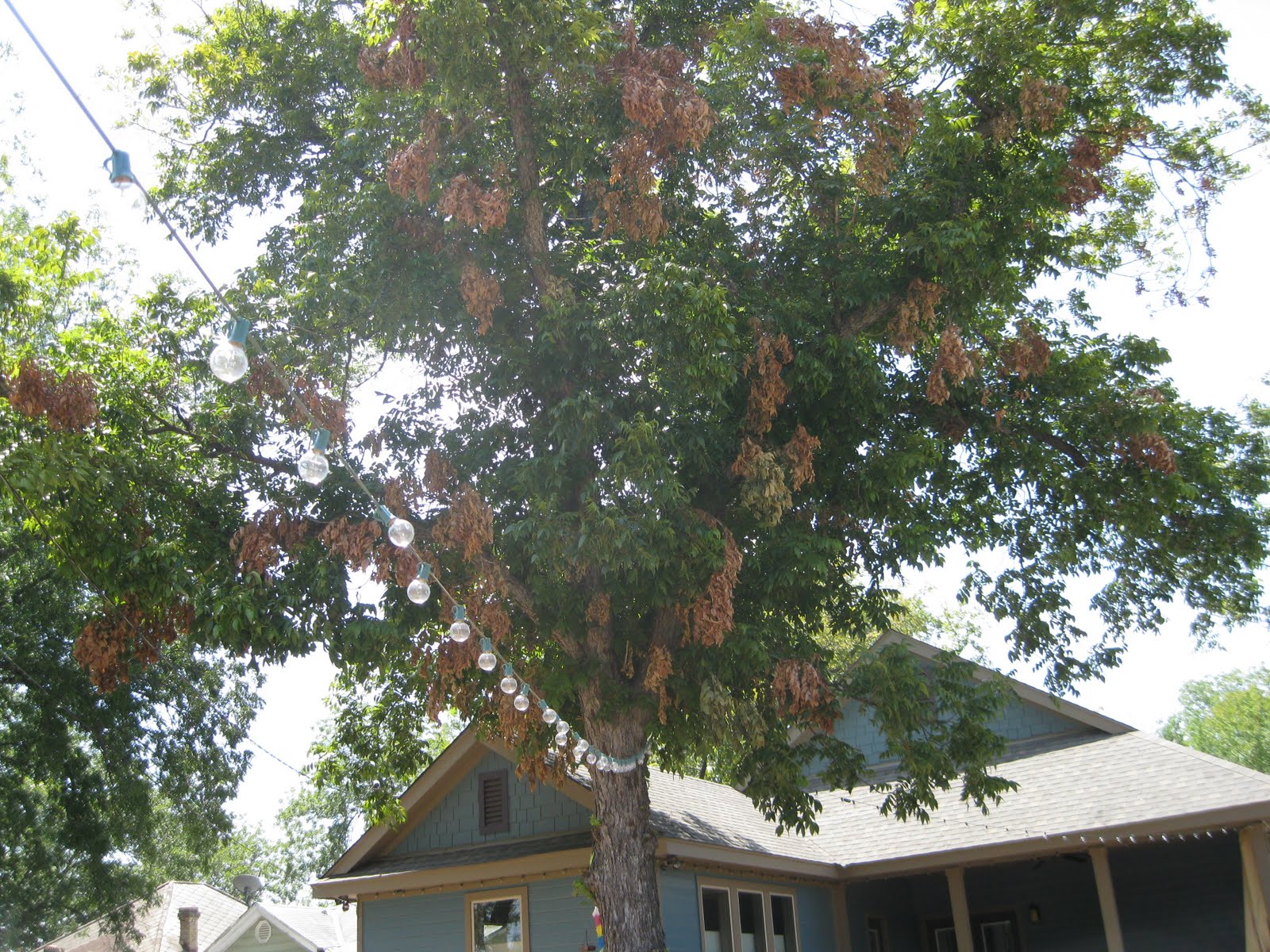 Why is my pecan tree dying and what is eating my plants?